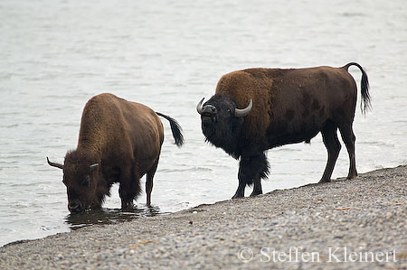 010 Amerikanischer Bison - Buffalo